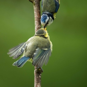 Redwell   June   2016 (551 Of 659).jpg